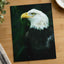 Close Up of Bald Eagle Photo Wall Art (7 Sizes) - Premium Quality