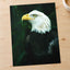 Close Up of Bald Eagle Photo Wall Art (7 Sizes) - Premium Quality