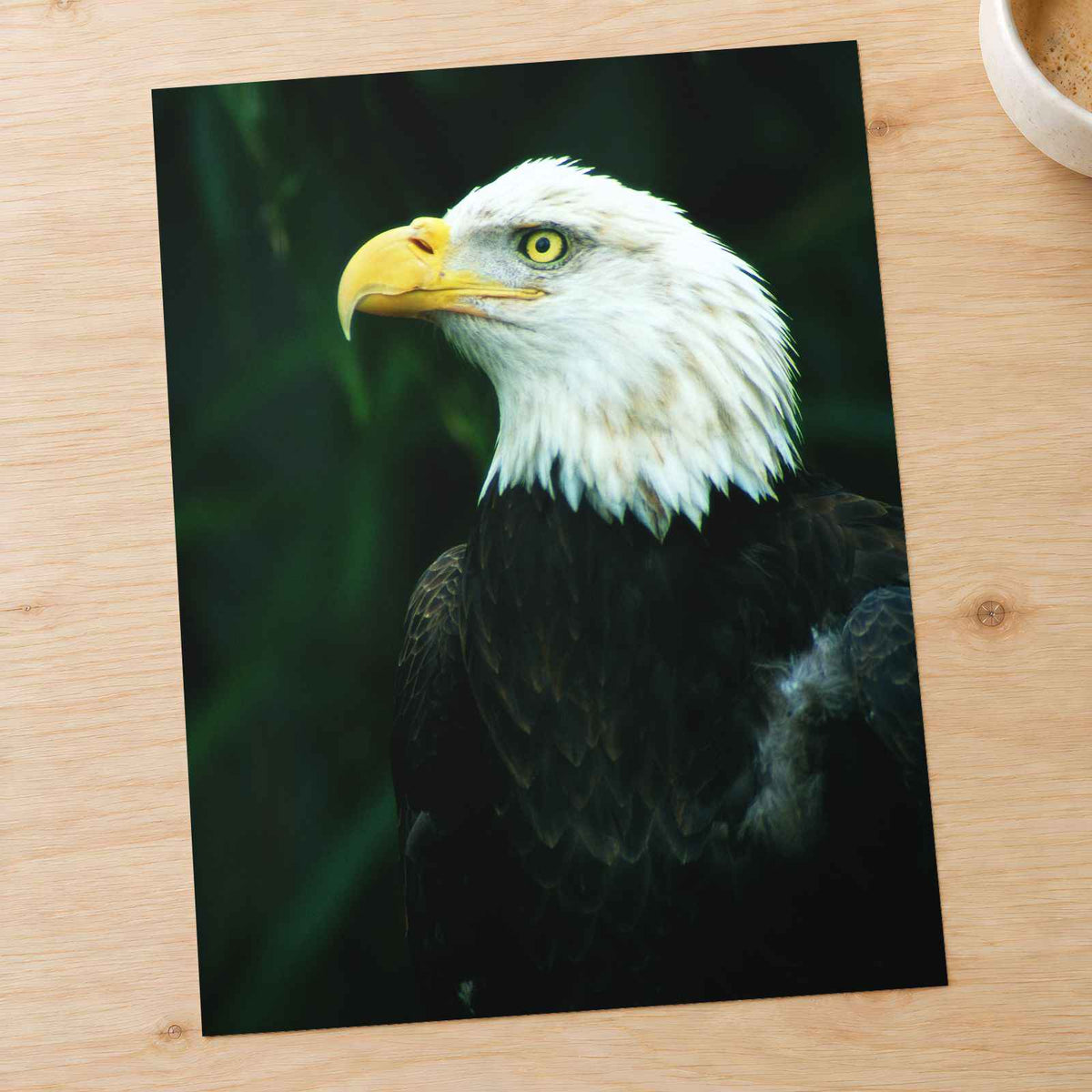 Close Up of Bald Eagle Photo Wall Art (7 Sizes) - Premium Quality