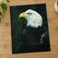Close Up of Bald Eagle Photo Print Wall Decor