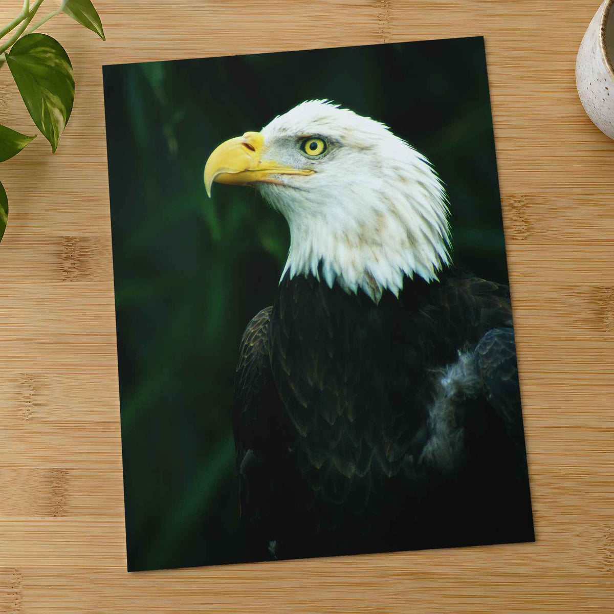 Close Up of Bald Eagle Photo Print Wall Decor