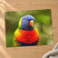 Rainbow Lorikeet Photo Print (7 Sizes) - Shipped Flat