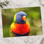 Rainbow Lorikeet Photo Print (7 Sizes) - Shipped Flat