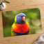 Rainbow Lorikeet Photo Print (7 Sizes) - Shipped Flat