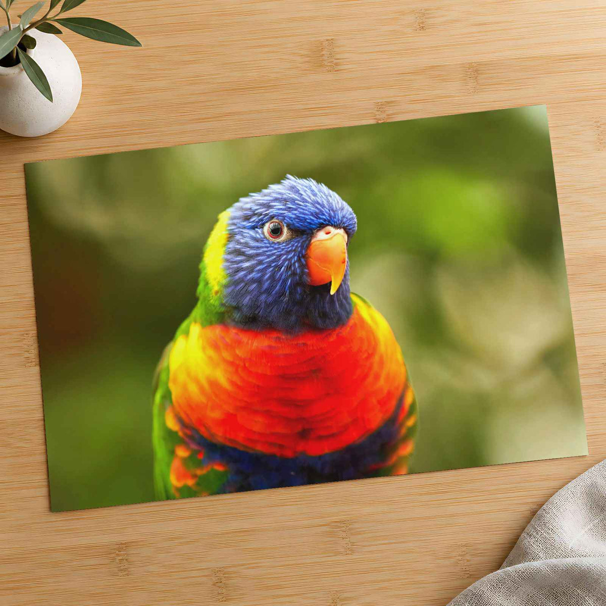 Rainbow Lorikeet Photo Print (7 Sizes) - Shipped Flat