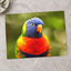 Rainbow Lorikeet Photo Print (7 Sizes) - Shipped Flat