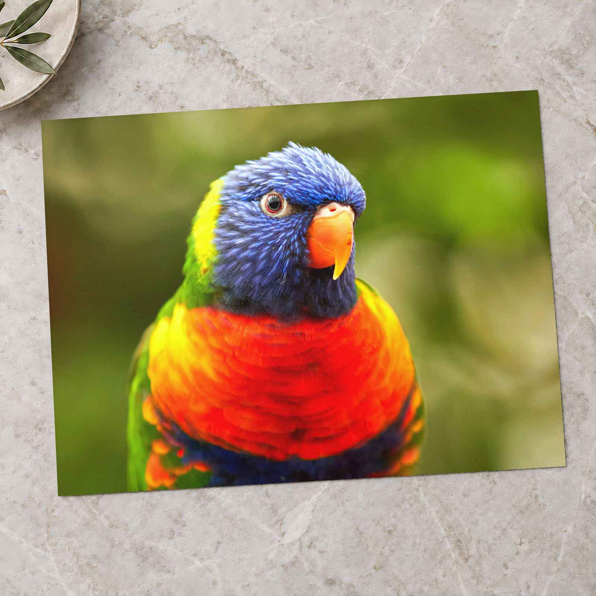 Rainbow Lorikeet Photo Print (7 Sizes) - Shipped Flat