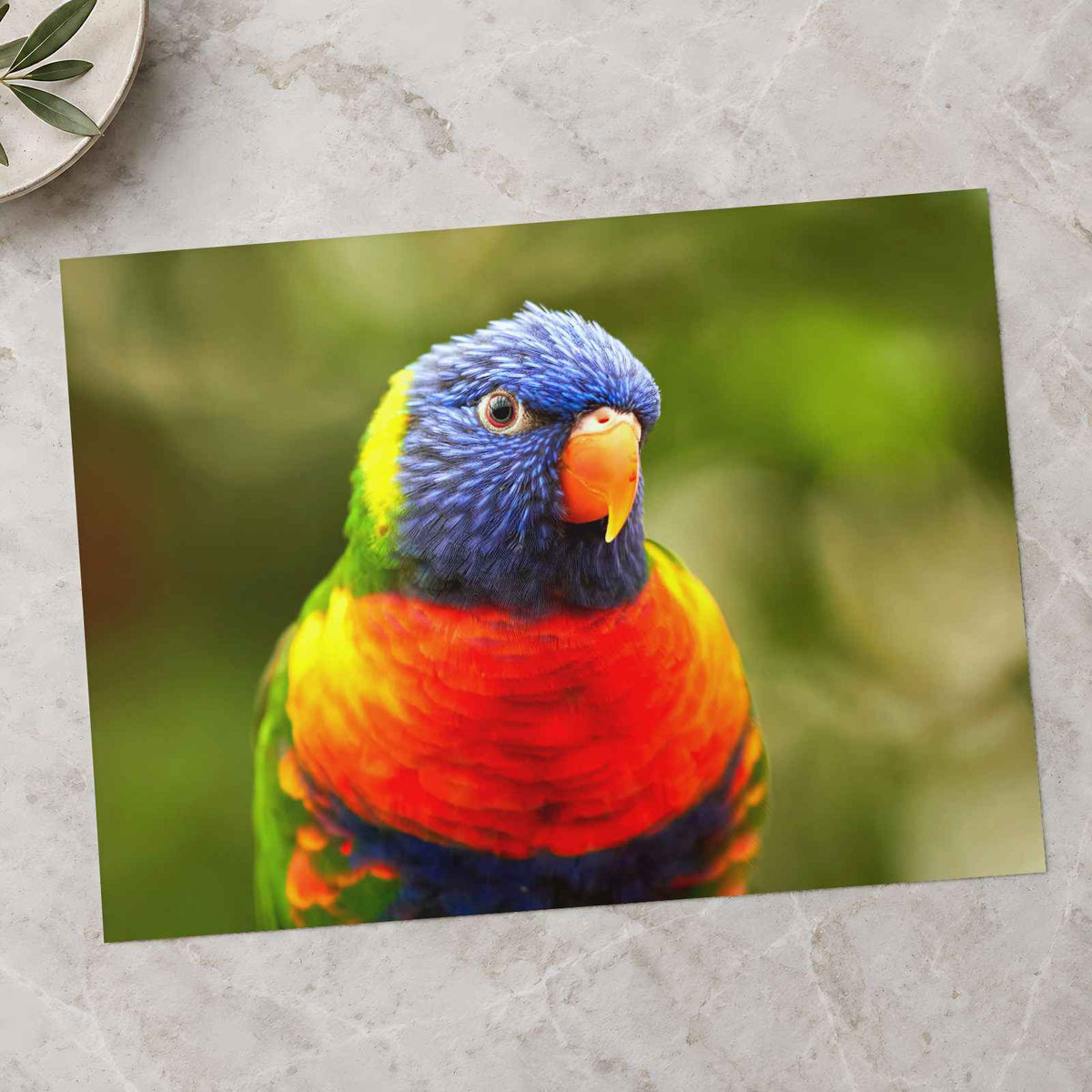 Rainbow Lorikeet Photo Print (7 Sizes) - Shipped Flat