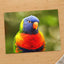Rainbow Lorikeet by Zdeněk Macháček Photo Print Wall Decor