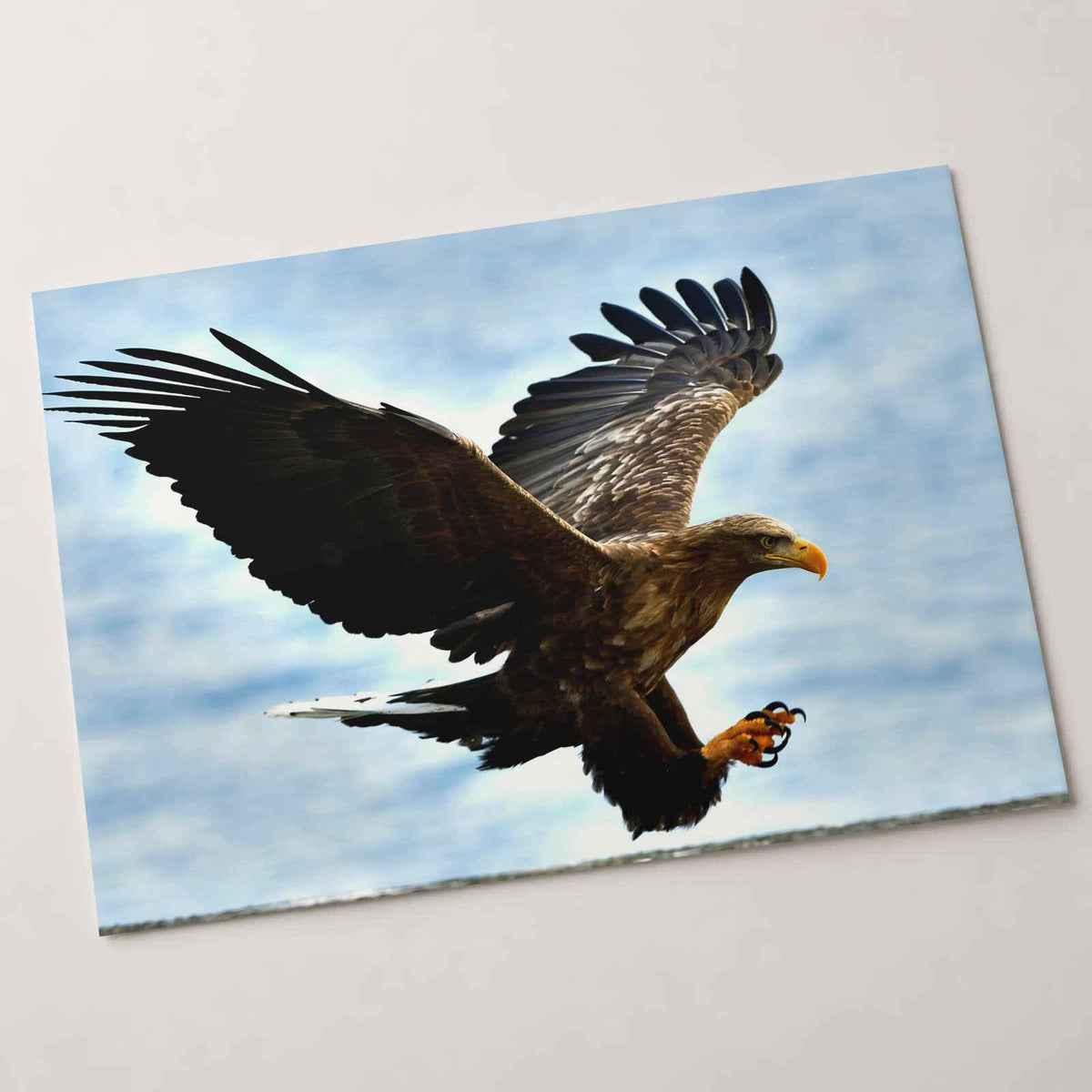 White-Tailed Eagle Photographic Art Print (4 Sizes) - High Quality
