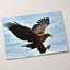 White-Tailed Eagle Photographic Art Print (4 Sizes) - High Quality