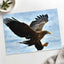 White-Tailed Eagle Photographic Art Print (4 Sizes) - High Quality