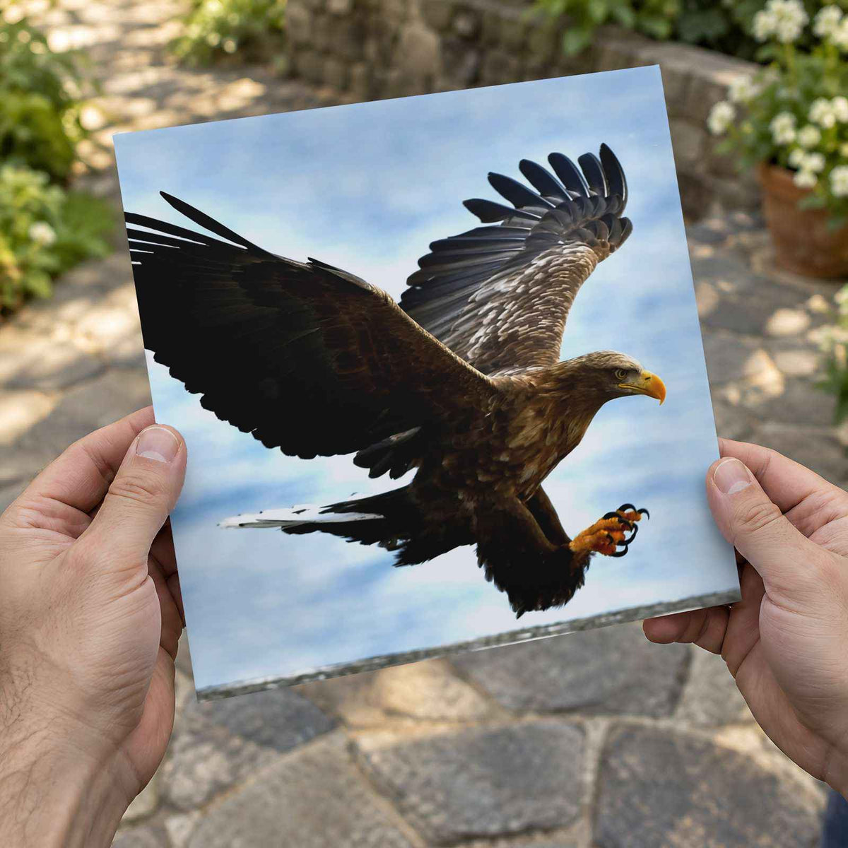 White-Tailed Eagle Photographic Art Print (4 Sizes) - High Quality