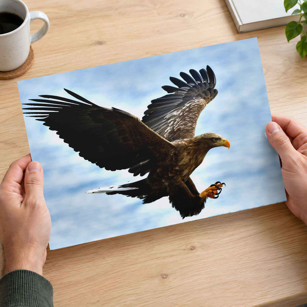 White-Tailed Eagle Photographic Art Print (4 Sizes) - High Quality