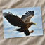 White-Tailed Eagle Photo Print Wall Decor