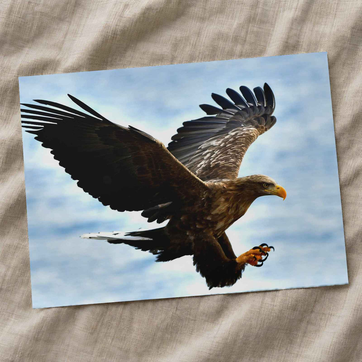 White-Tailed Eagle Photo Print Wall Decor