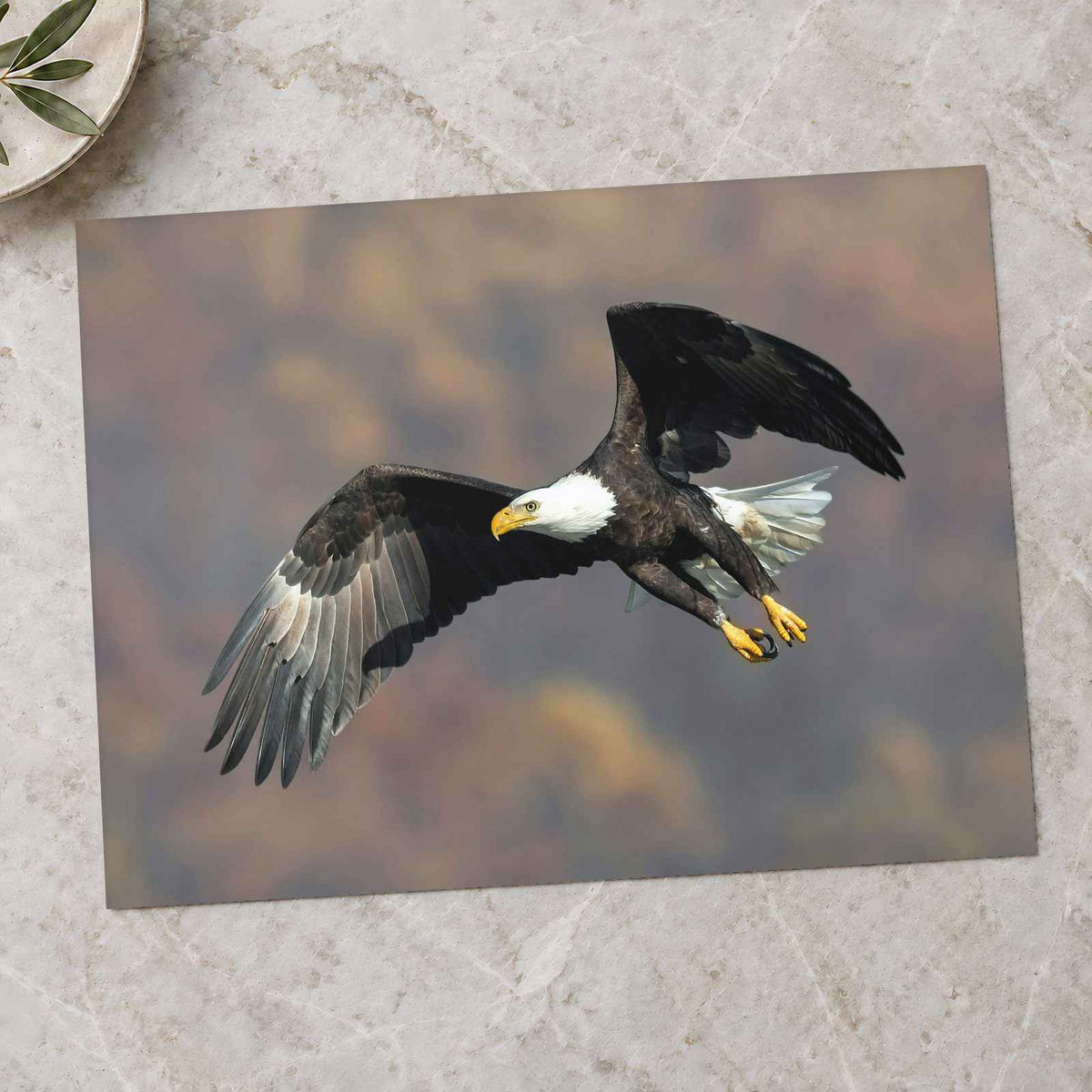 Bald Eagle in Flight Photo Wall Art (3 Sizes) - Frameable