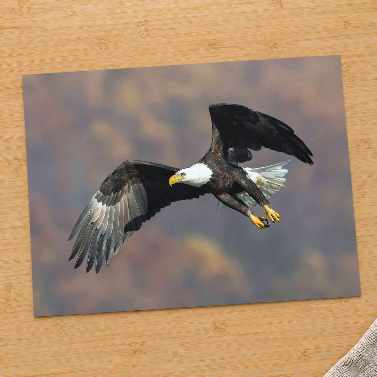 Bald Eagle in Flight Photo Print Wall Decor