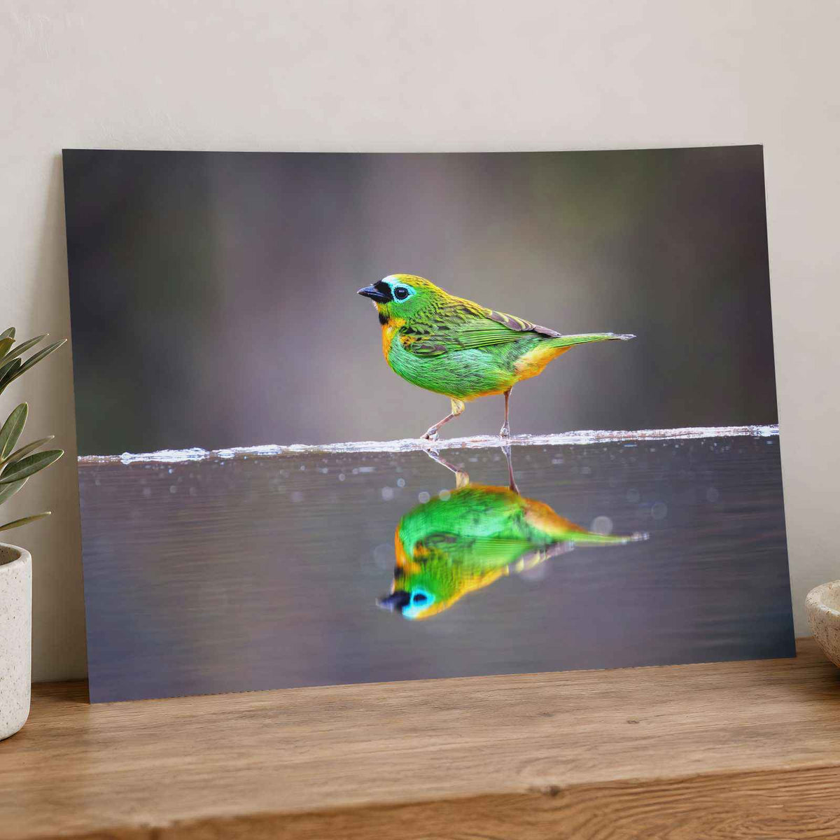Green Bird with Orange Accents Reflected Photo Wall Print (7 Sizes) - Frameable