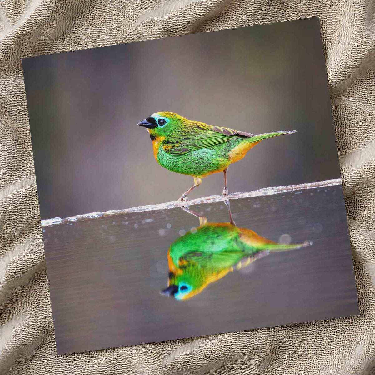 Green Bird with Orange Accents Reflected Photo Wall Print (7 Sizes) - Frameable