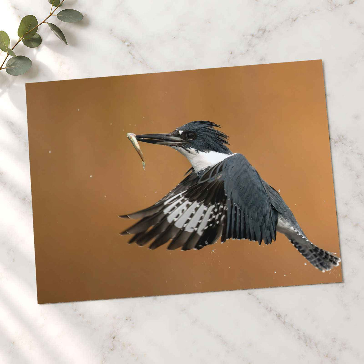 Belted Kingfisher in with Catch Photographic Art Print (6 Sizes) - High Quality