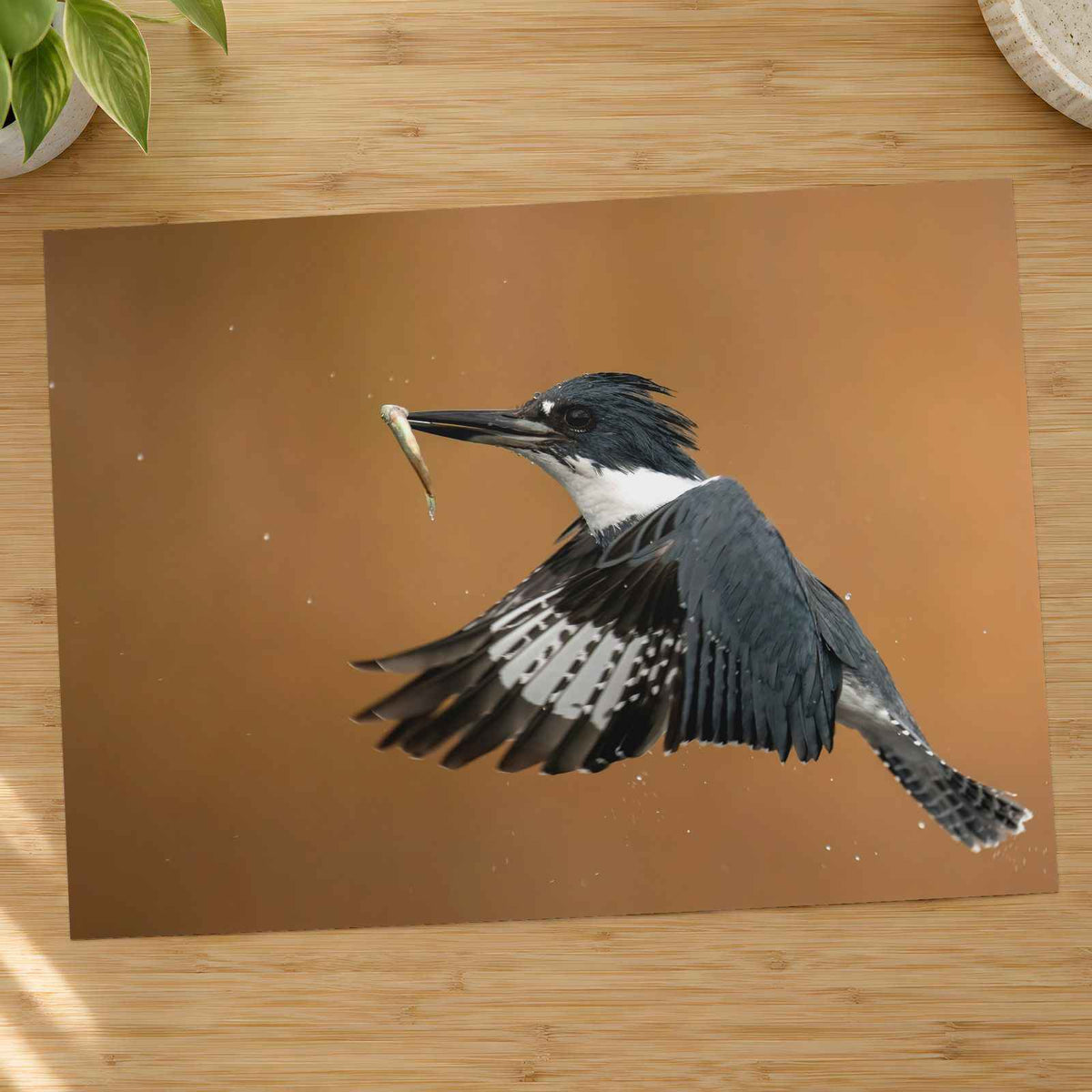 Belted Kingfisher in with Catch Photographic Art Print (6 Sizes) - High Quality