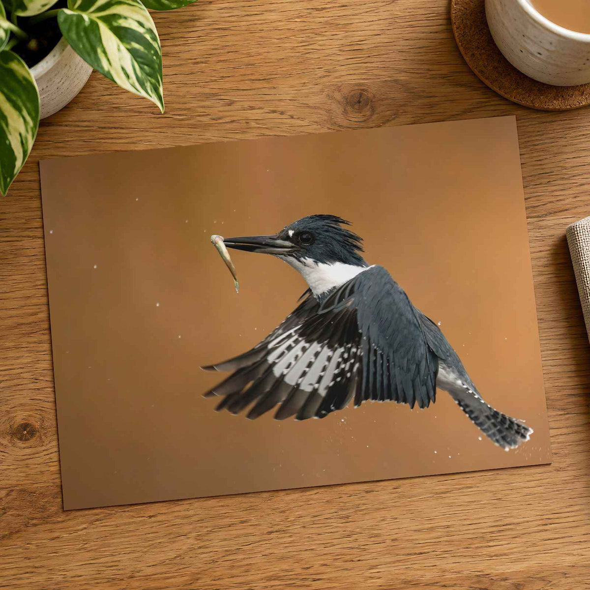Belted Kingfisher in with Catch Photographic Art Print (6 Sizes) - High Quality