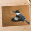 Belted Kingfisher in with Catch Photographic Art Print (6 Sizes) - High Quality