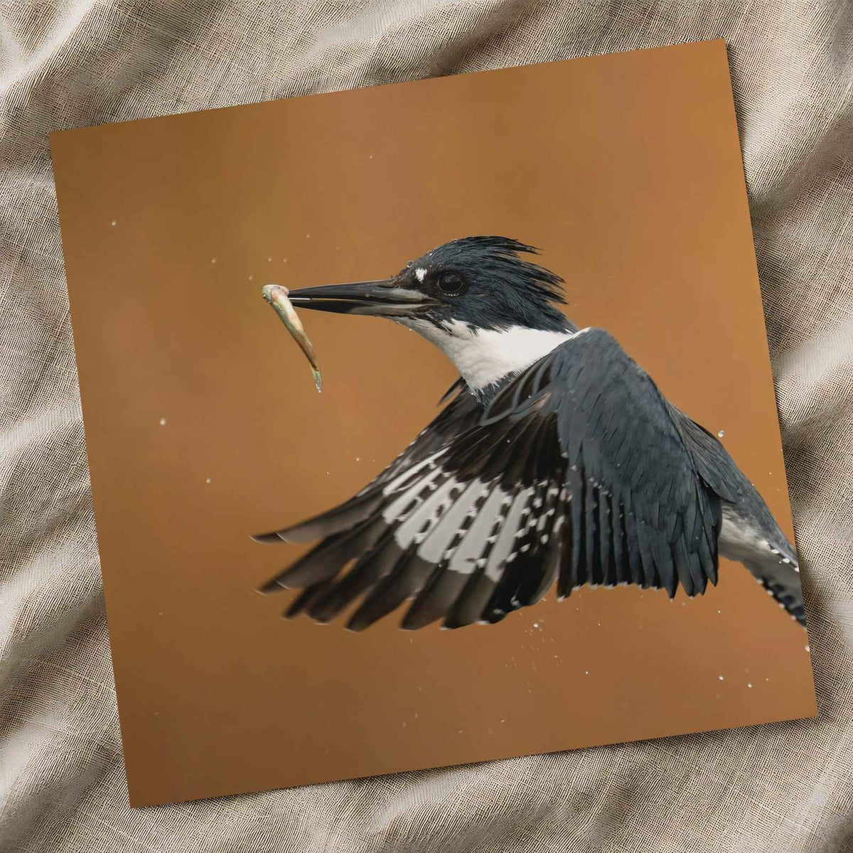 Belted Kingfisher in with Catch Photographic Art Print (6 Sizes) - High Quality