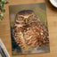 Burrowing Owl Photo Print (5 Sizes) - Shipped Flat