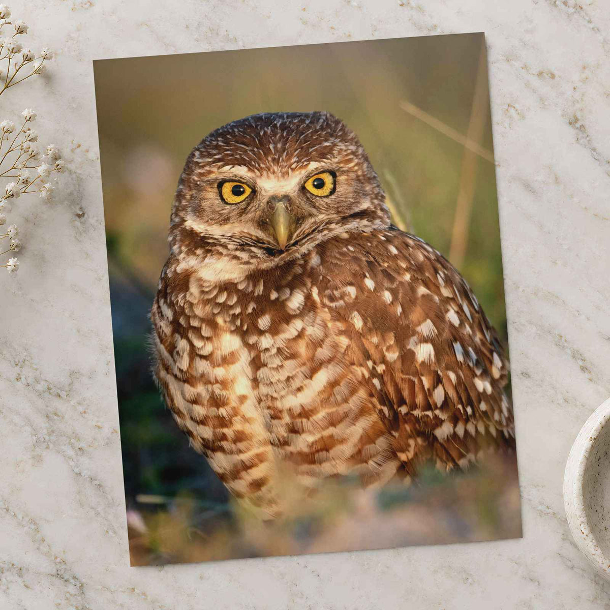 Burrowing Owl Photo Print (5 Sizes) - Shipped Flat