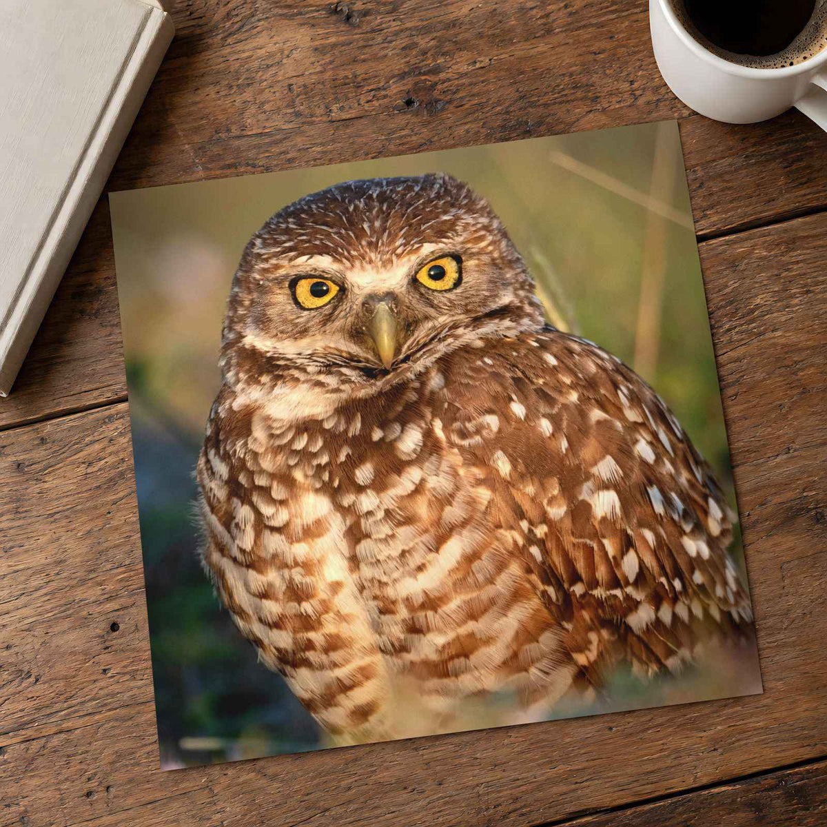 Burrowing Owl Photo Print (5 Sizes) - Shipped Flat