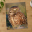 Burrowing Owl Photo Print Wall Decor