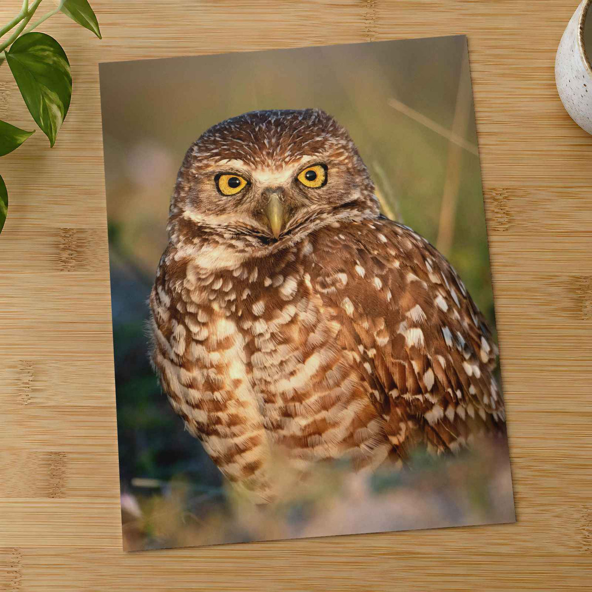 Burrowing Owl Photo Print Wall Decor