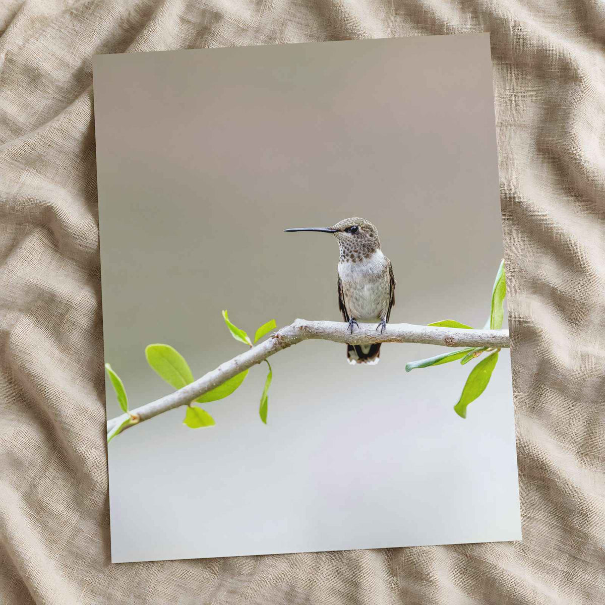 Hummingbird on Branch with Green Leaves Dripping Springs Photo Print (7 Sizes)