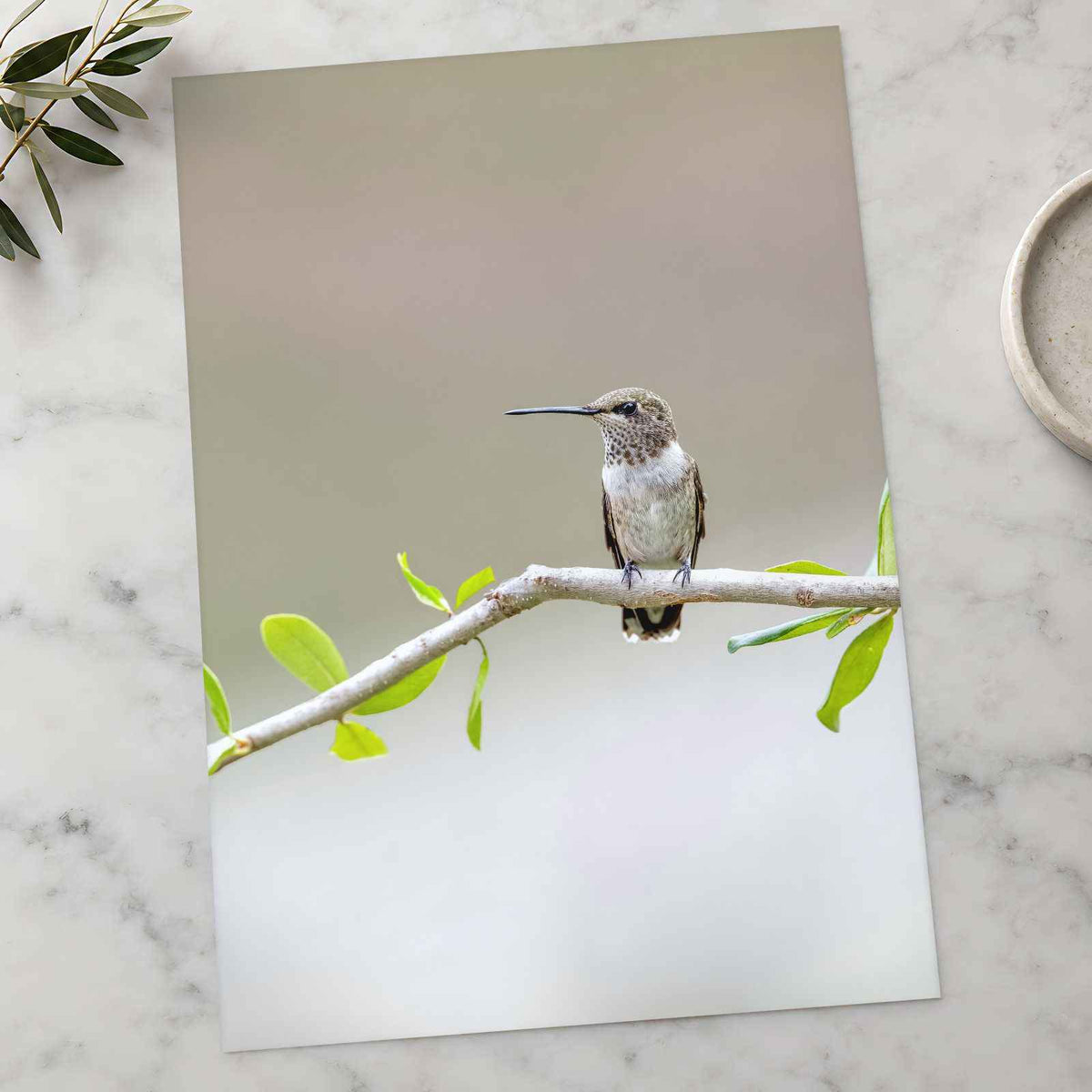 Hummingbird on Branch with Green Leaves Dripping Springs Photo Print (7 Sizes)