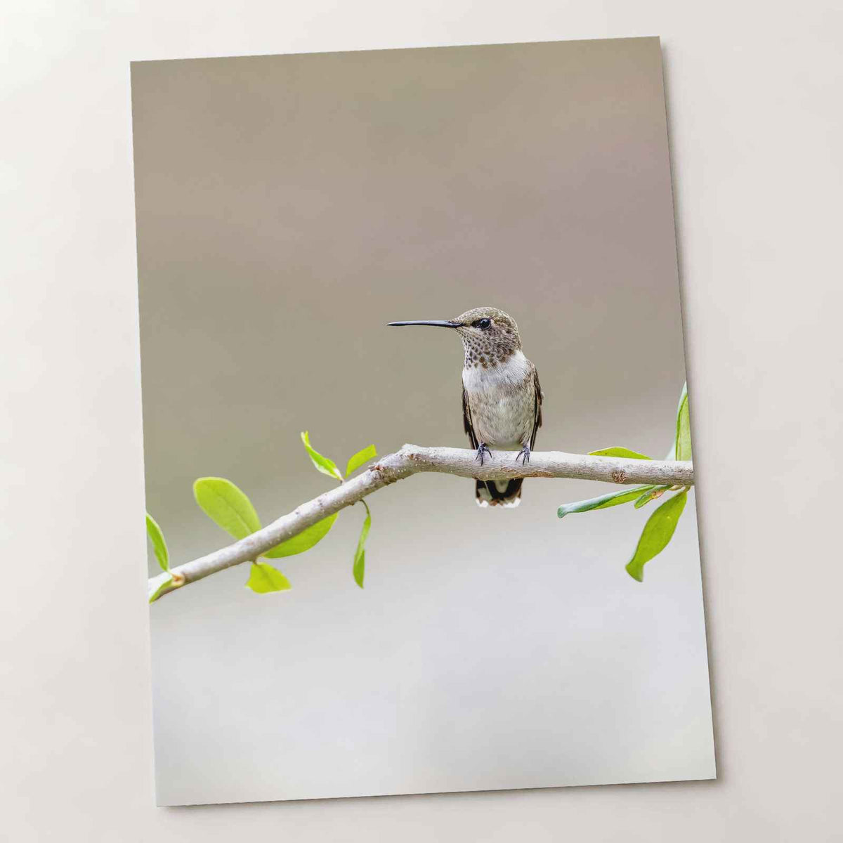 Hummingbird on Branch with Green Leaves Dripping Springs Photo Print (7 Sizes)