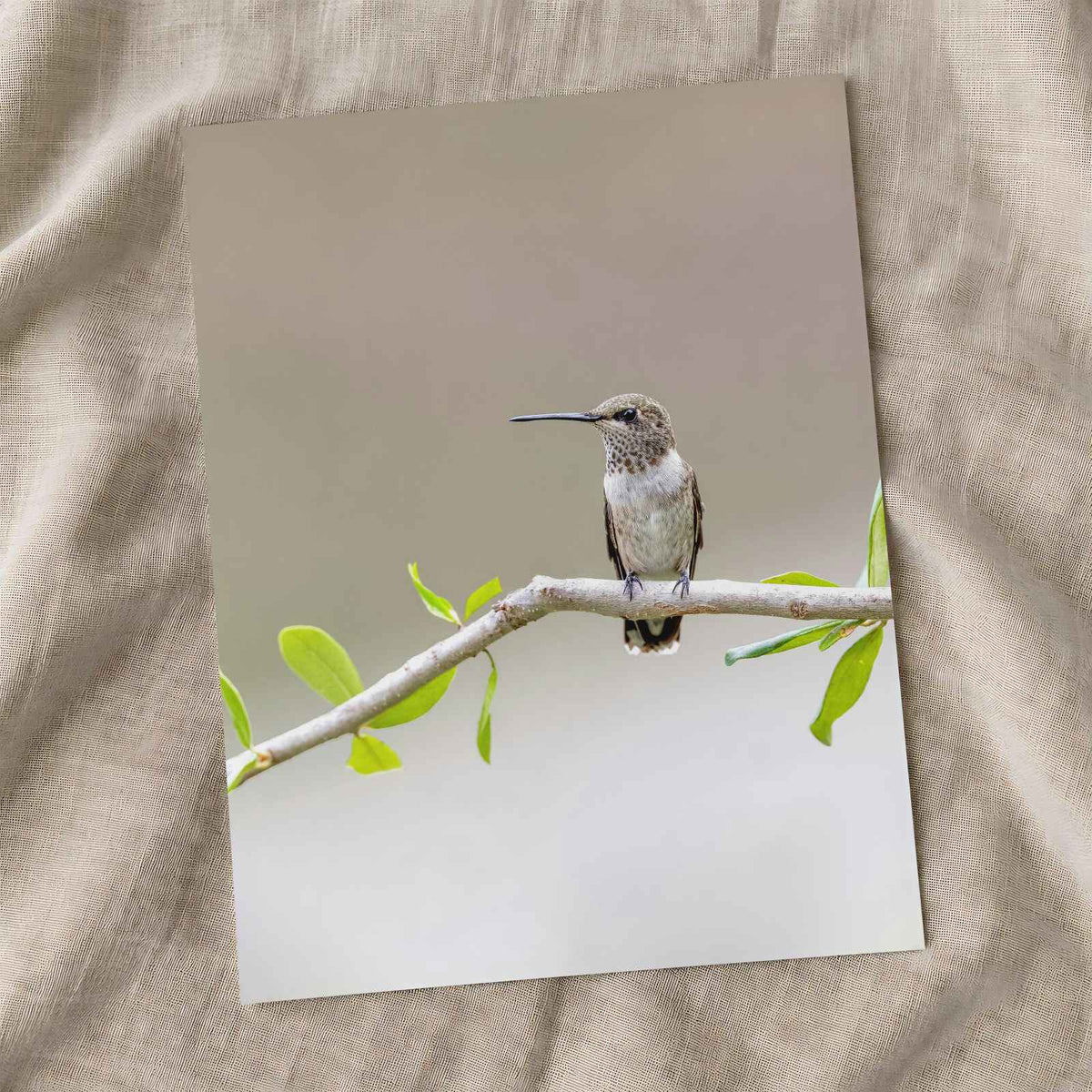 Hummingbird on Branch with Green Leaves Dripping Springs Photo Print (7 Sizes)