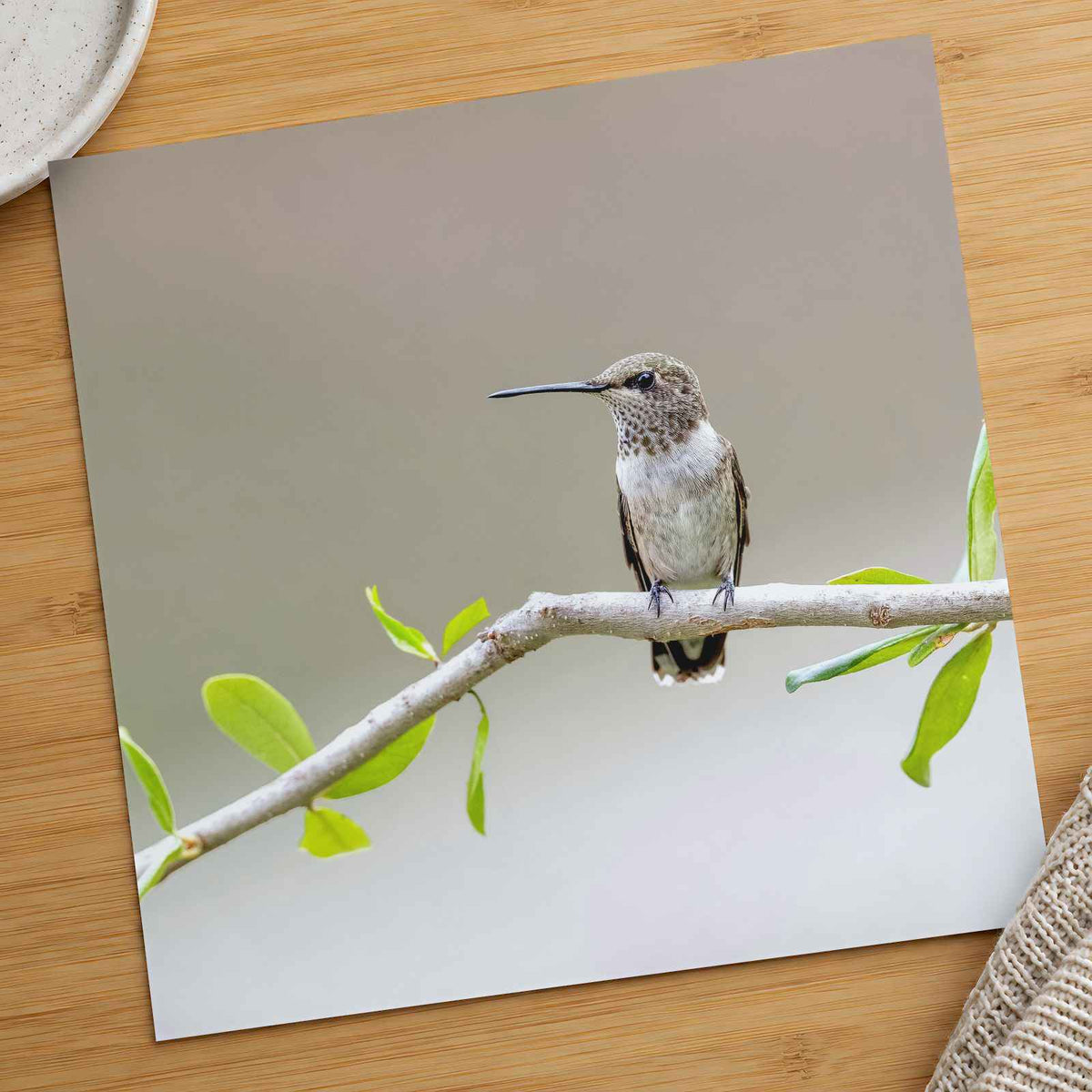 Hummingbird on Branch with Green Leaves Dripping Springs Photo Print (7 Sizes)