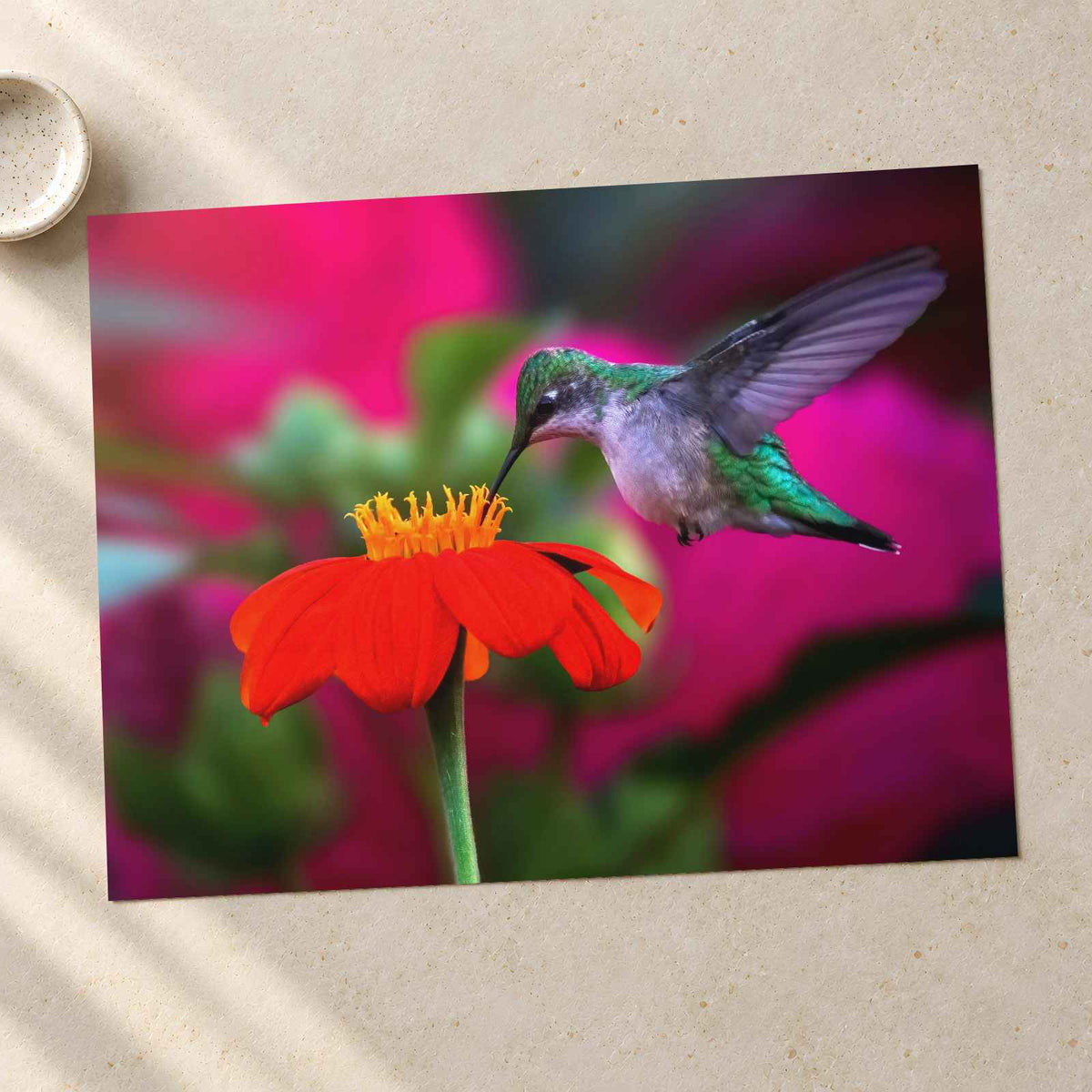 Ruby Throated Hummingbird, Mexican Sunflower Photographic Art Print (7 Sizes)