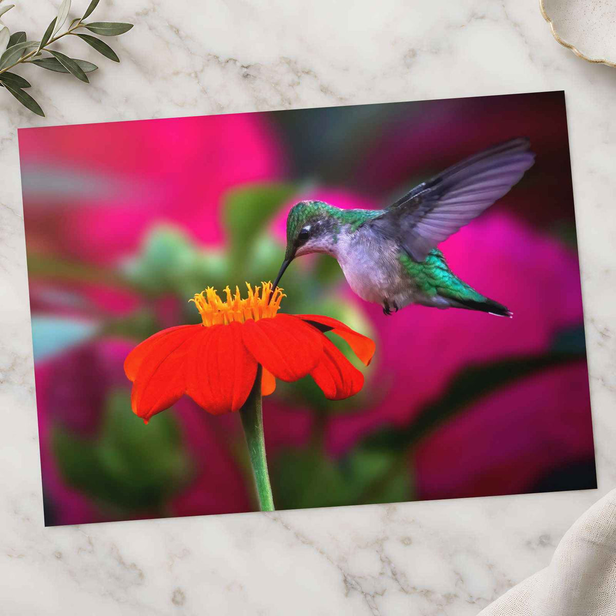 Ruby Throated Hummingbird, Mexican Sunflower Photographic Art Print (7 Sizes)