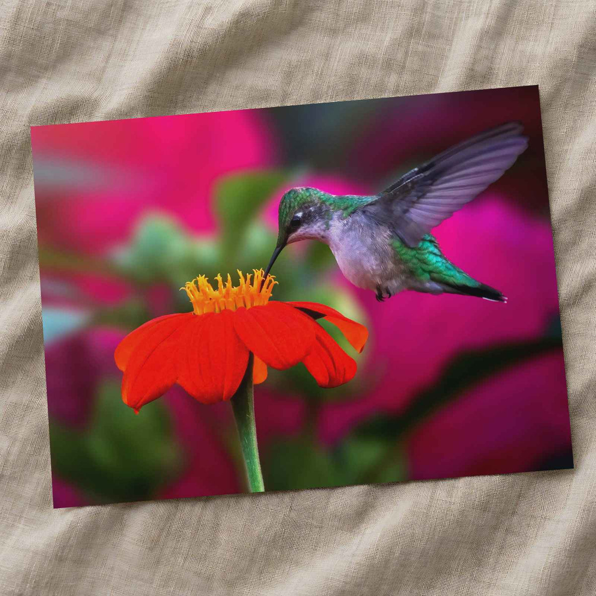 Ruby Throated Hummingbird, Mexican Sunflower Photographic Art Print (7 Sizes)