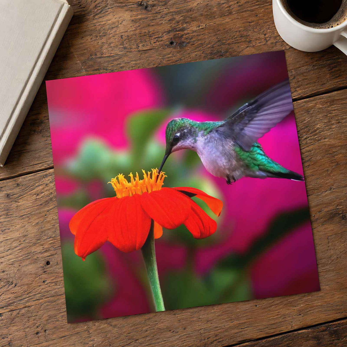 Ruby Throated Hummingbird, Mexican Sunflower Photographic Art Print (7 Sizes)