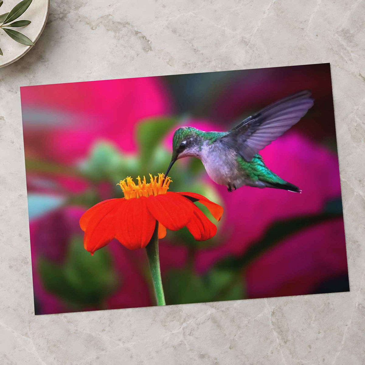Ruby Throated Hummingbird, Mexican Sunflower Photographic Art Print (7 Sizes)