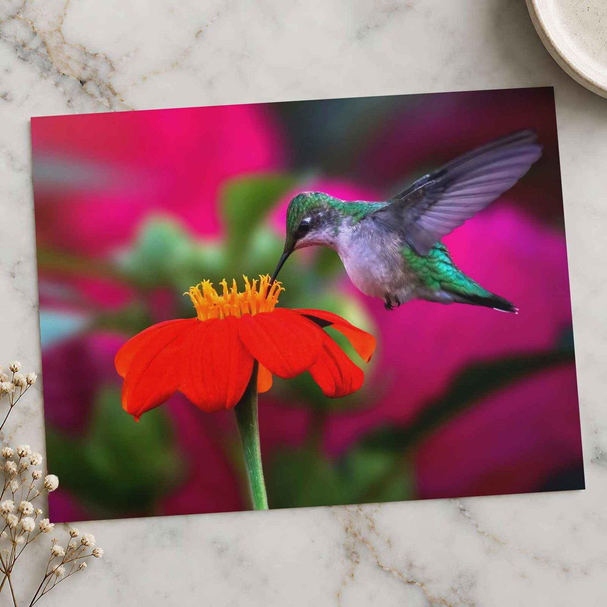 Ruby Throated Hummingbird