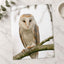 Barn Owl in Netherlands Photo Wall Art (7 Sizes) - Satin Luster