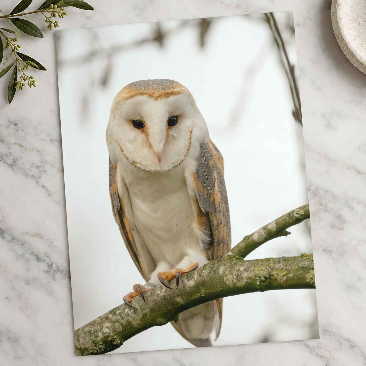 Barn Owl in Netherlands Photo Wall Art (7 Sizes) - Satin Luster