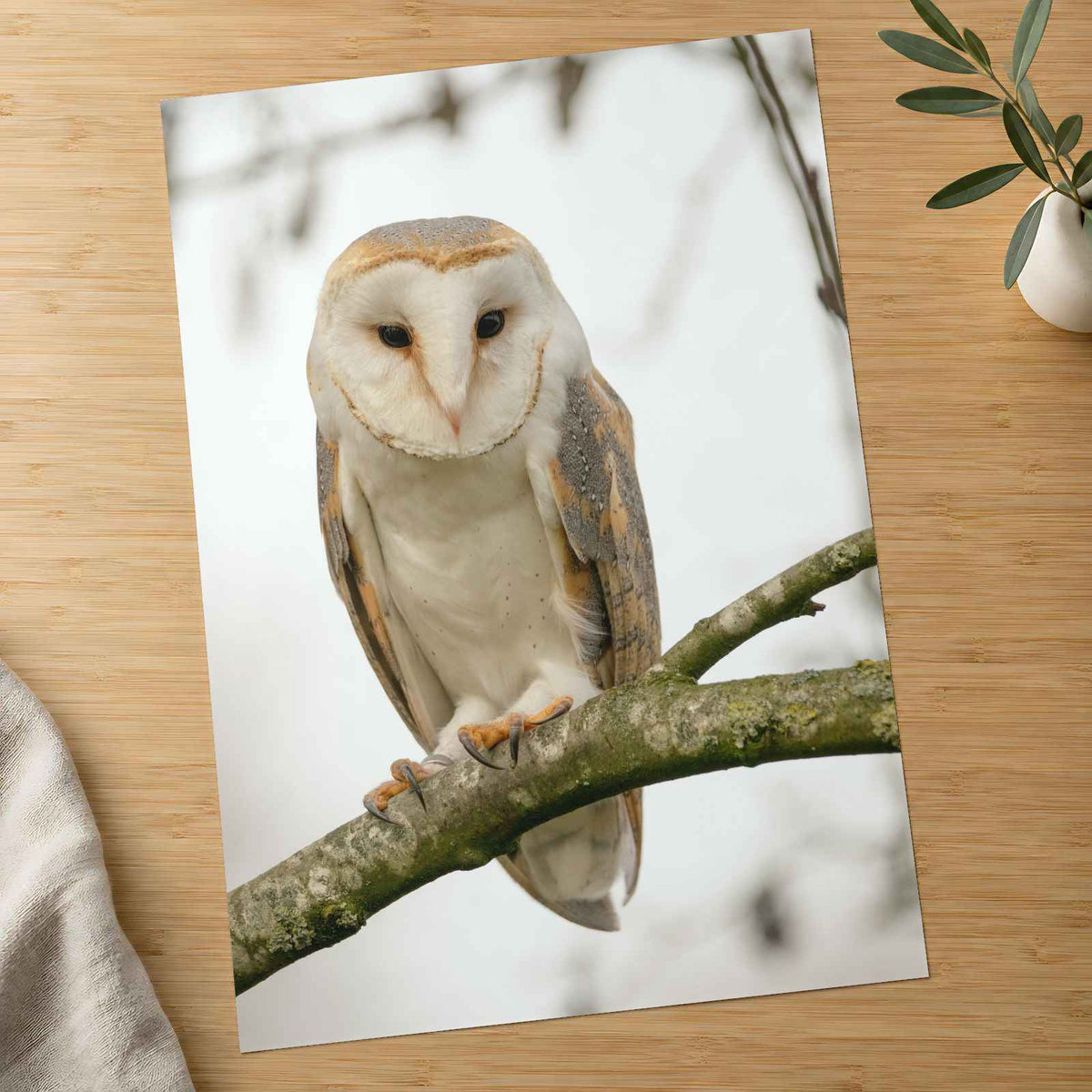 Barn Owl in Netherlands Photo Wall Art (7 Sizes) - Satin Luster