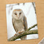 Barn Owl in Netherlands Photo Wall Art (7 Sizes) - Satin Luster