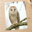 Barn Owl in Netherlands Photo Print Wall Decor